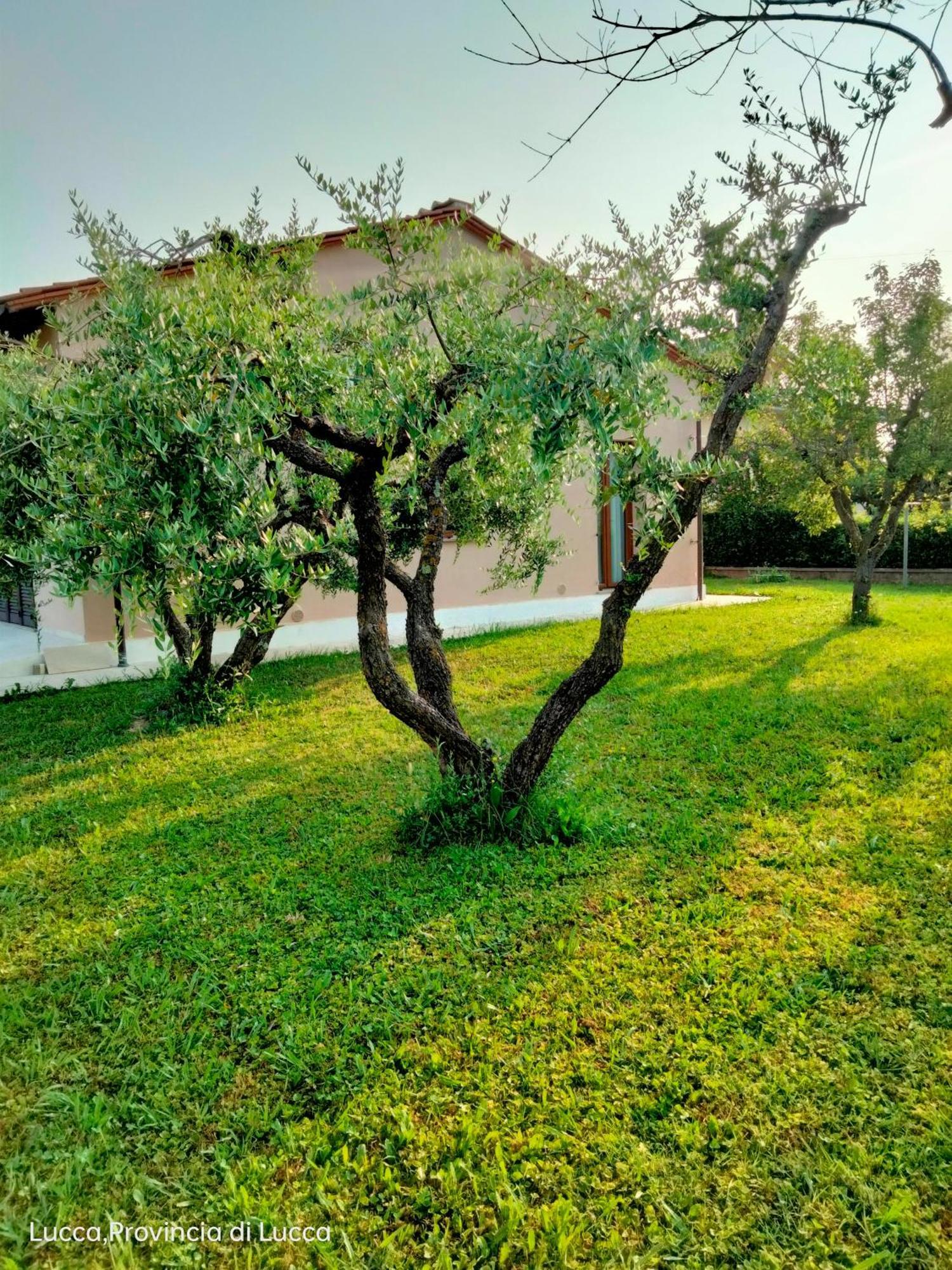 Apartamento Il Melograno Lucca Exterior foto
